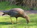 Magellan Goose (WWT Slimbridge May 2013) - pic by Nigel Key